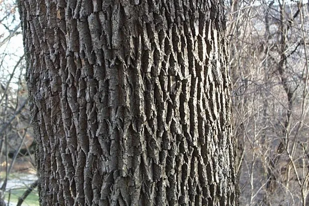 Ash Tree