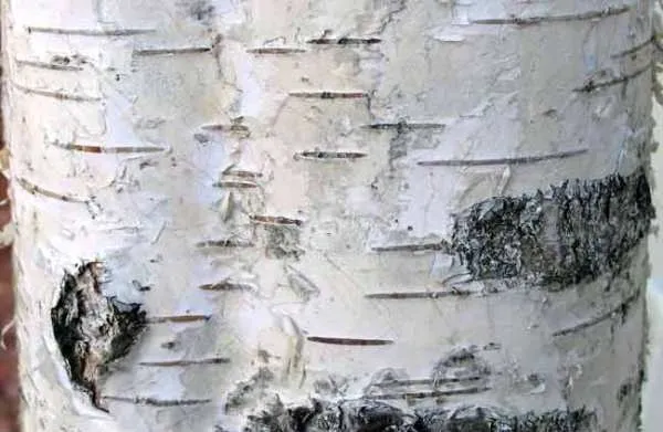 Birch Tree